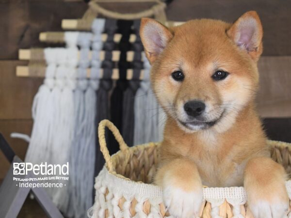 Shiba Inu-DOG-Female--4111-Petland Independence & Lee's Summit, MO