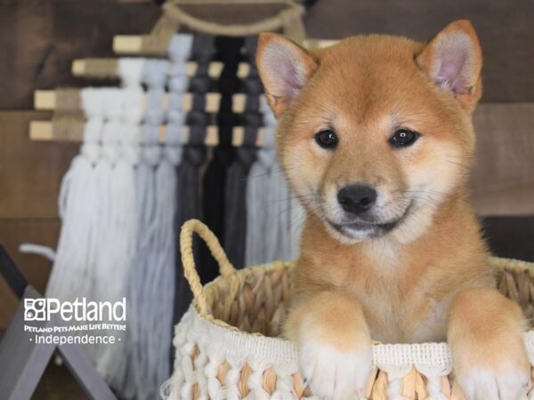 Shiba Inu-DOG-Female--4111-Petland Independence, Missouri