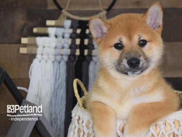 Shiba Inu-DOG-Male--4110-Petland Independence & Lee's Summit, MO
