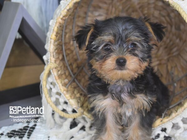 Yorkshire Terrier-DOG-Male-Black and Tan-4103-Petland Independence & Lee's Summit, MO