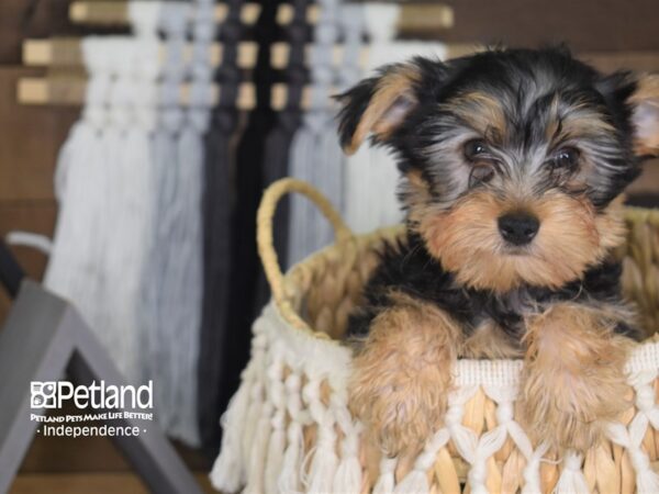 Yorkshire Terrier-DOG-Male-Black and Tan-4104-Petland Independence, Missouri