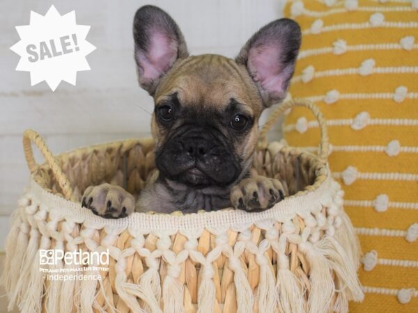 French Bulldog-DOG-Female-Sable-3993-Petland Independence & Lee's Summit, MO