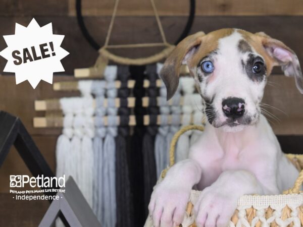 Great Dane Puppy Merlequin ID 4072 Located at Petland Independence