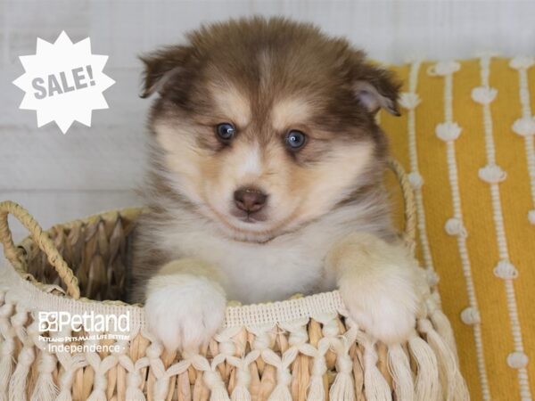 Pomsky-DOG-Male--3997-Petland Independence, Missouri