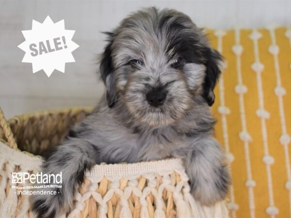 Miniature Aussiedoodle-DOG-Male-Blue Merle-4004-Petland Independence, Missouri