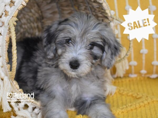 Miniature Aussiedoodle-DOG-Female-Blue Merle-4007-Petland Independence, Missouri