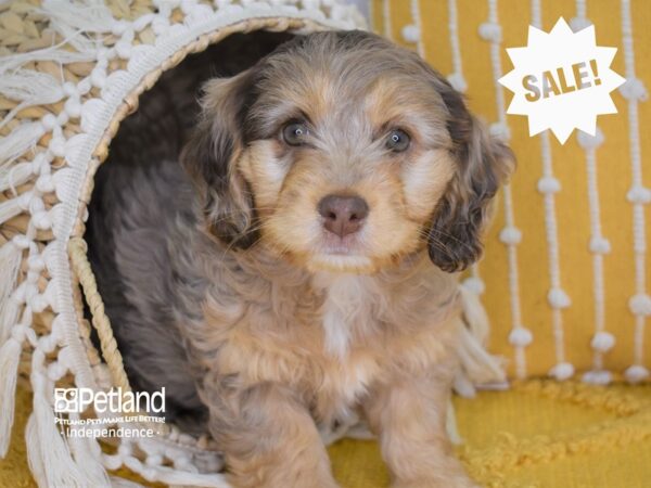 Miniature Goldendoodle 2nd Gen-DOG-Female-Tan Merle-4034-Petland Independence & Lee's Summit, MO