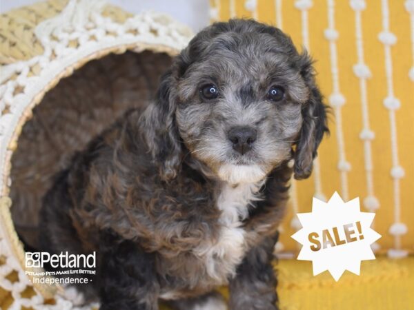 Miniature Goldendoodle 2nd Gen DOG Female Chocolate Merle 4035 Petland Independence, Missouri