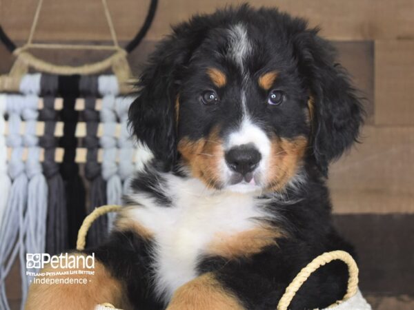 Bernese Mountain Dog-DOG-Male-Black and Rust-4126-Petland Independence & Lee's Summit, MO