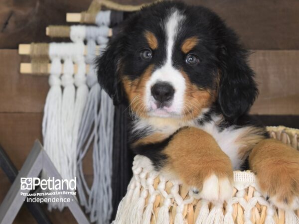 Bernese Mountain Dog DOG Male Black and Rust 4125 Petland Independence, Missouri