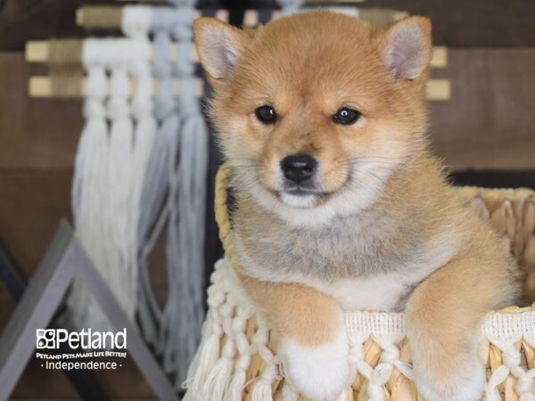 Shiba Inu-DOG-Female-Red Sesame-4127-Petland Independence, Missouri