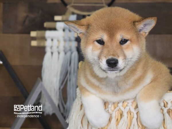 Shiba Inu-DOG-Male-Red Sesame-4129-Petland Independence & Lee's Summit, MO
