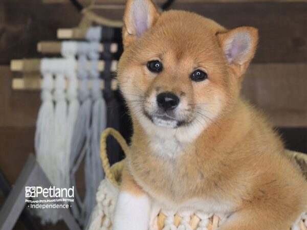 Shiba Inu-DOG-Female-Red Sesame-4128-Petland Independence & Lee's Summit, MO