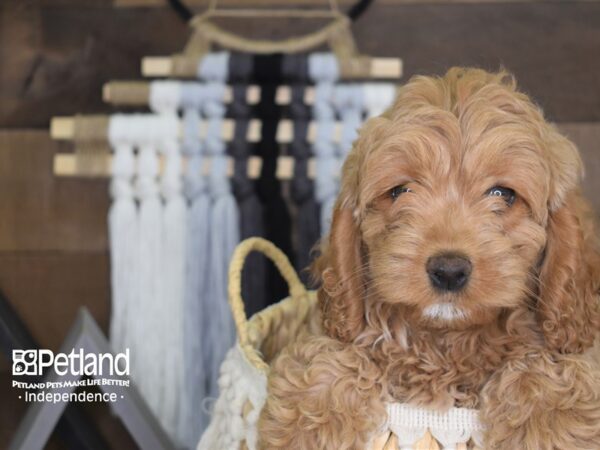 Cockapoo DOG Female Golden 4133 Petland Independence, Missouri