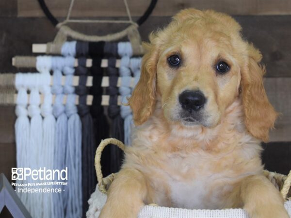 Golden Retriever-DOG-Female-Golden-4131-Petland Independence, Missouri