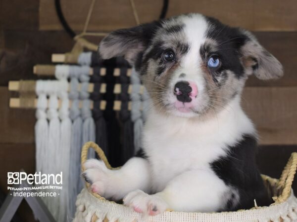 Cardigan Welsh Corgi-DOG-Male-Blue Merle-4119-Petland Independence & Lee's Summit, MO