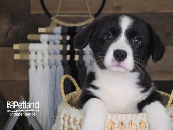 Cardigan Welsh Corgi DOG Female 4107 Petland Independence, Missouri