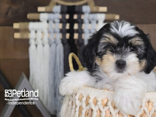 Morkiepoo DOG Male TriColor 4134 Petland Independence, Missouri