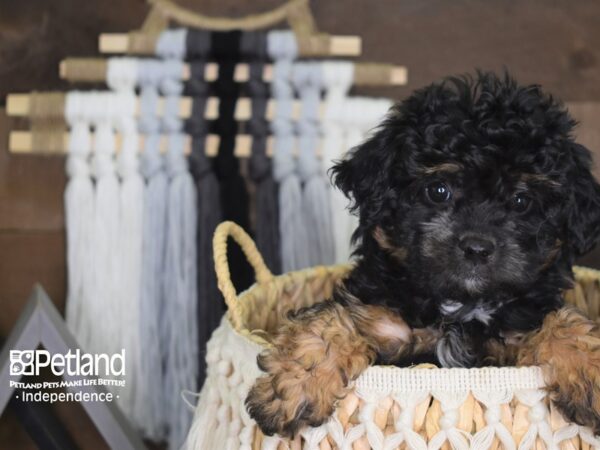 Morkiepoo-DOG-Female-Black and Tan-4136-Petland Independence & Lee's Summit, MO