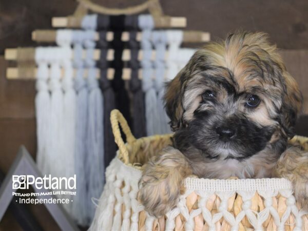 Morkiepoo-DOG-Female-Black and Brown-4135-Petland Independence, Missouri