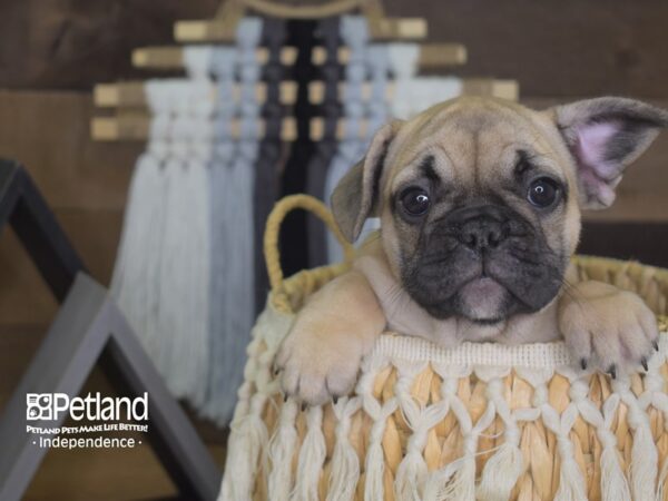French Bulldog-DOG-Female-Fawn-4147-Petland Independence & Lee's Summit, MO