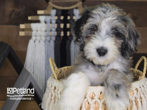 Goldendoodle DOG Female Merle 4140 Petland Independence, Missouri