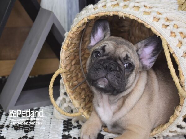 French Bulldog-DOG-Male-Fawn-4145-Petland Independence & Lee's Summit, MO