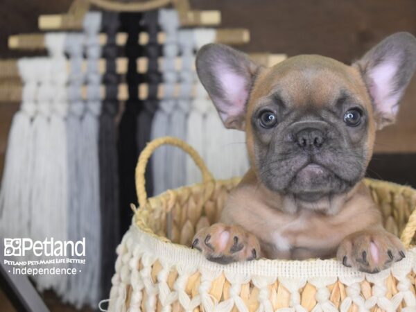 French Bulldog DOG Male Blue Fawn 4144 Petland Independence, Missouri