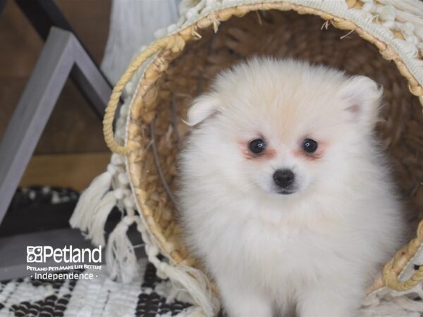 Pomeranian DOG Female Cream 4157 Petland Independence, Missouri