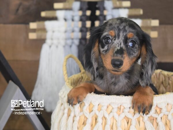 Dachshund-DOG-Female-Black and Tan Dapple-4155-Petland Independence, Missouri