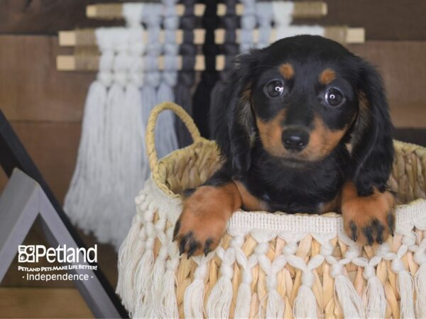 Dachshund-DOG-Female-Black and Tan-4154-Petland Independence, Missouri
