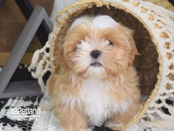 Shih Tzu DOG Male Gold and White 4148 Petland Independence, Missouri