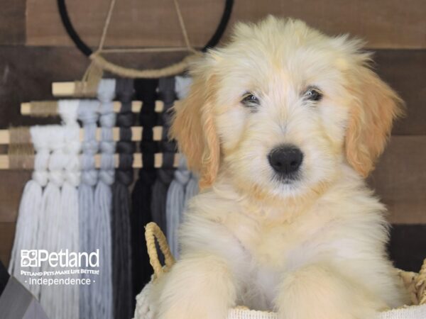 Goldendoodle DOG Female Cream 4139 Petland Independence, Missouri