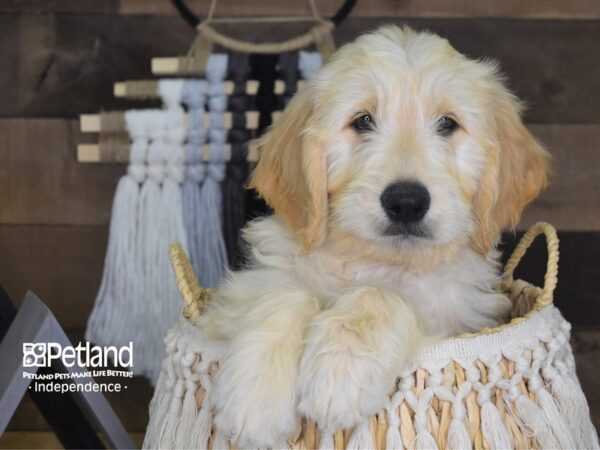 Goldendoodle DOG Male Cream 4137 Petland Independence, Missouri