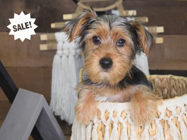 Yorkshire Terrier DOG Female Black and Tan 3984 Petland Independence, Missouri