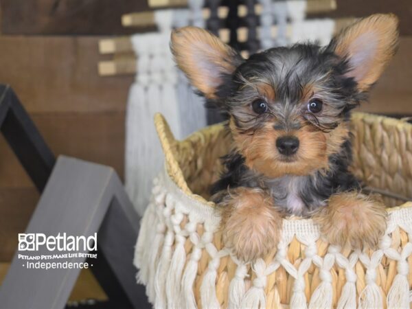 Yorkshire Terrier DOG Female Black and Tan 4105 Petland Independence, Missouri