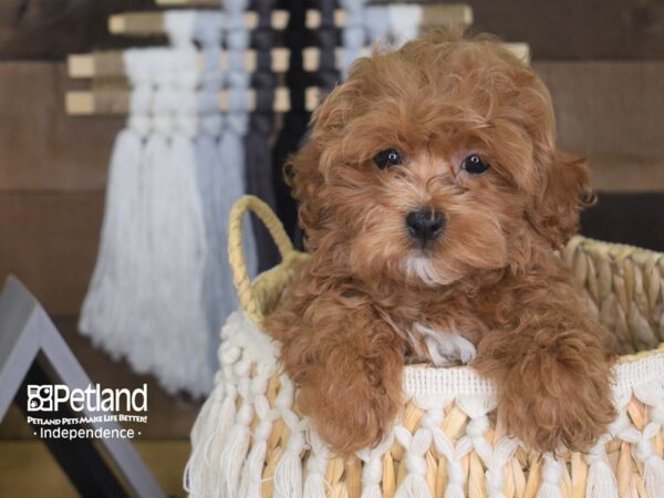 Malshi Poo-DOG-Female-Apricot-4149-Petland Independence & Lee's Summit, MO
