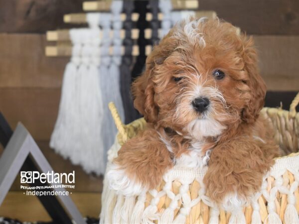 Malshi Poo DOG Female Apricot 4150 Petland Independence, Missouri