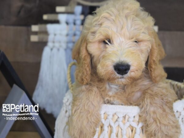 Miniature Goldendoodle-DOG-Male-Cream-4141-Petland Independence & Lee's Summit, MO