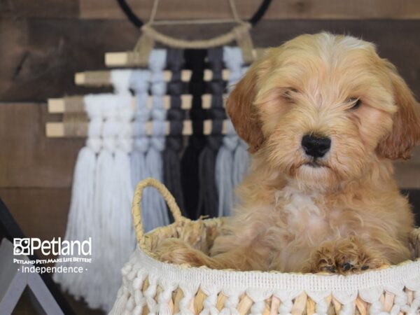 Miniature Goldendoodle-DOG-Male-Cream-4143-Petland Independence & Lee's Summit, MO