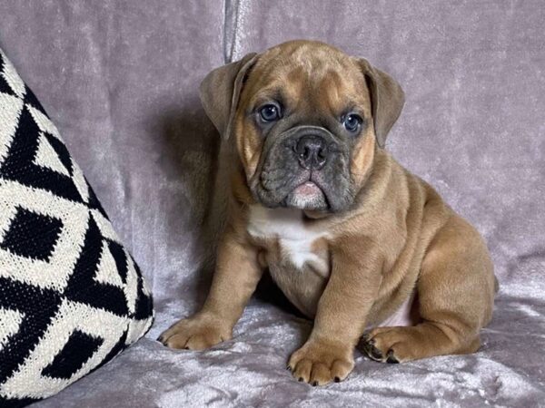 English Bulldog-DOG-Female--4161-Petland Independence, Missouri