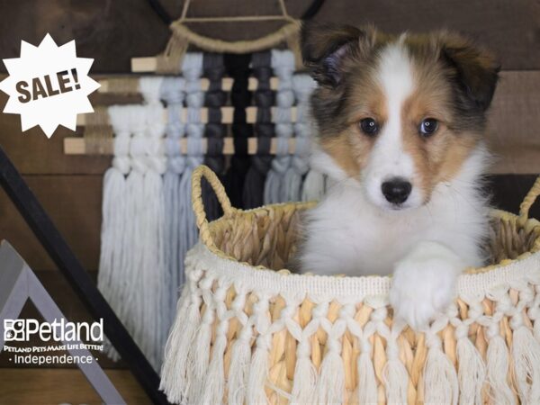 Shetland Sheepdog DOG Male Sable and White 4046 Petland Independence, Missouri