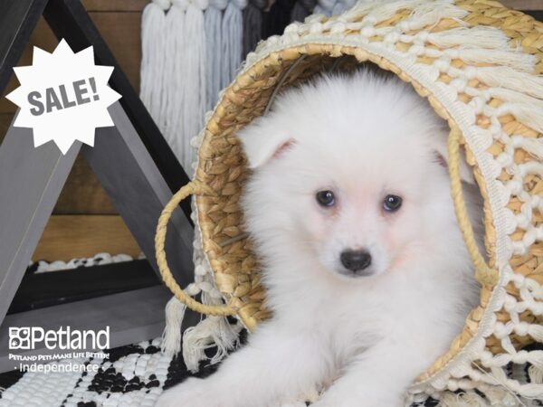 American Eskimo DOG Male White 4053 Petland Independence, Missouri