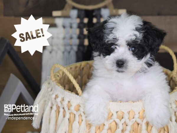 Malti-Poo-DOG-Female-Black and White-4049-Petland Independence & Lee's Summit, MO