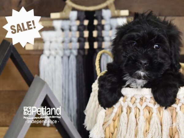 Shih Poo-DOG-Male-Black-4078-Petland Independence & Lee's Summit, MO