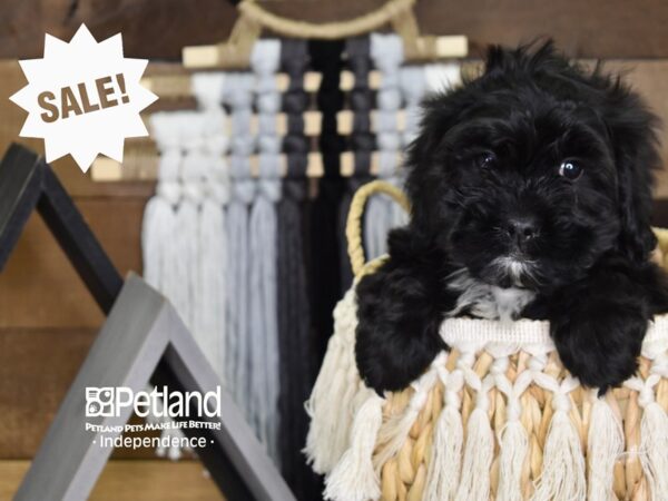 Shih Poo-DOG-Male-Black-4078-Petland Independence, Missouri