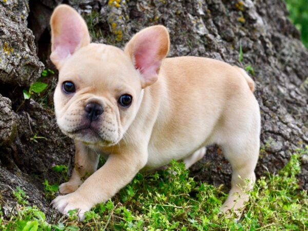 French Bulldog-DOG---4170-Petland Independence & Lee's Summit, MO