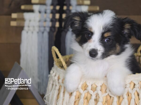 Toy Australian Shepherd DOG 4165 Petland Independence, Missouri