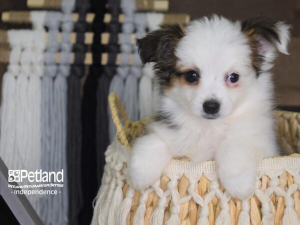 Toy Australian Shepherd DOG 4164 Petland Independence, Missouri