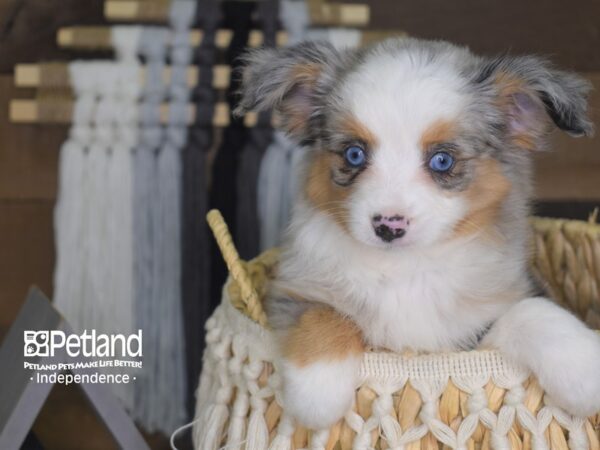 Toy Australian Shepherd-DOG---4163-Petland Independence, Missouri